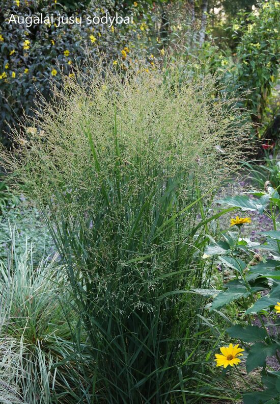 Rykštėtoji sora  (Panicum virgatum) 'Cardinal'